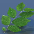 Fresh Green Leaves On A Branch With Natural Texture And Detailed Structure