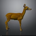 Orange Fawn with White Spots Standing on Dark Background with Reflection