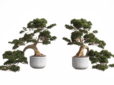 Pair of Bonsai Trees with Curved Trunks and Lush Green Foliage in Textured White Pots 3d model