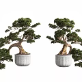 Pair of Bonsai Trees with Curved Trunks and Lush Green Foliage in Textured White Pots