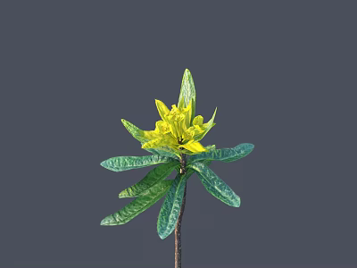 Single Blooming Yellow Flower with Vibrant Green Leaves Against Grey Background 3d model