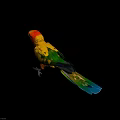 Colorful Parrot with Vibrant Orange Yellow Green Feathers Standing Gracefully on White Background