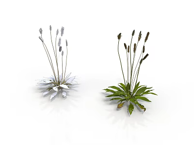 Two Types of Plants With Slender Stems White and Green Leaves and Spiked Tops 3d model
