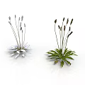 Two Types of Plants With Slender Stems White and Green Leaves and Spiked Tops