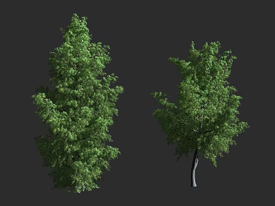Tall Green Leafy Trees With Dense Foliage And Strong Trunks 3d model
