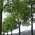 Two Tall Arbor Trees With Lush Green Leaves And Sturdy Trunks Standing Near A Person