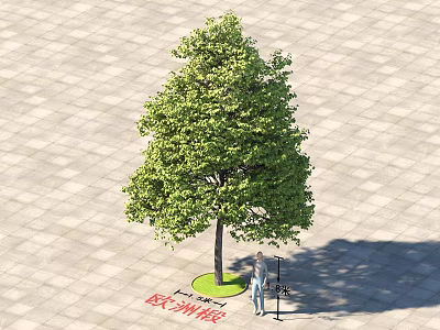 European Linden Tree On Paved Square With Green Grass Lawn And Person Standing 3d model