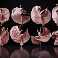 Women in Pink Flowing Dresses Dancing with Elegant Movements Against Black Background and Reflections