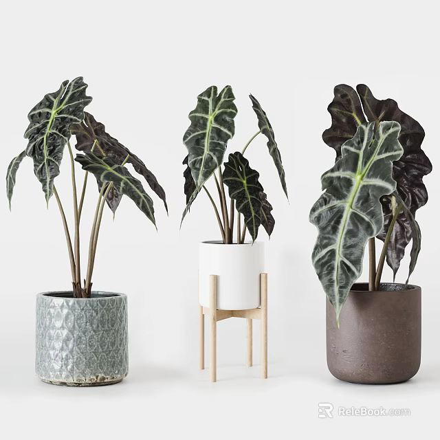 Potted Plants with Large Variegated Leaves in Textured Light Gray White and Dark Brown Planters 3d model 