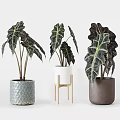 Potted Plants with Large Variegated Leaves in Textured Light Gray White and Dark Brown Planters