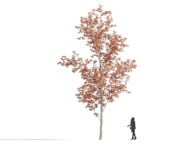 Tall Deciduous Tree with Orange Red Leaves and Pedestrian Silhouette Standing Nearby 3d model