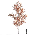 Tall Deciduous Tree with Orange Red Leaves and Pedestrian Silhouette Standing Nearby