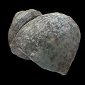 Tortoise Reptile Shell Featuring Natural Texture And Intricate Patterns Close Up