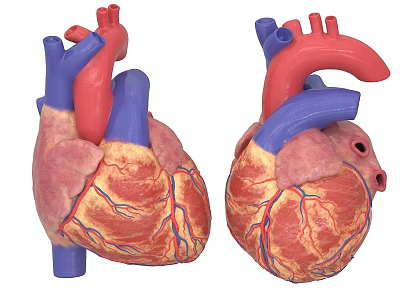 Chest Organ Human Heart Anatomical 3D Model With Vascular Structure And Artery Details 3d model