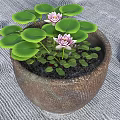 Garden Decorative Clay Pot With Pink Lotus Flowers And Green Leaves