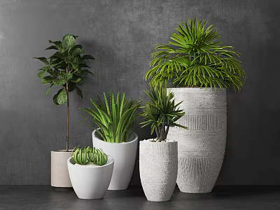 Various Bonsai Potted Plants In White Textured Planters For Indoor Decoration 3d model