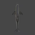 Realistic Dolphin 3D Model With Smooth Skin And Fin Details