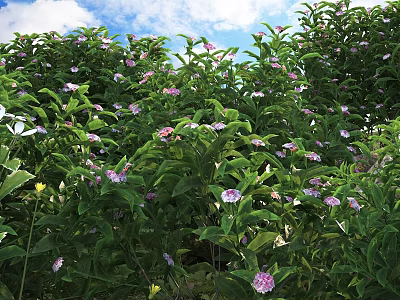 Lush Green Shrubs With Pink Flowers And Fresh Green Leaves Under Blue Sky 3d model