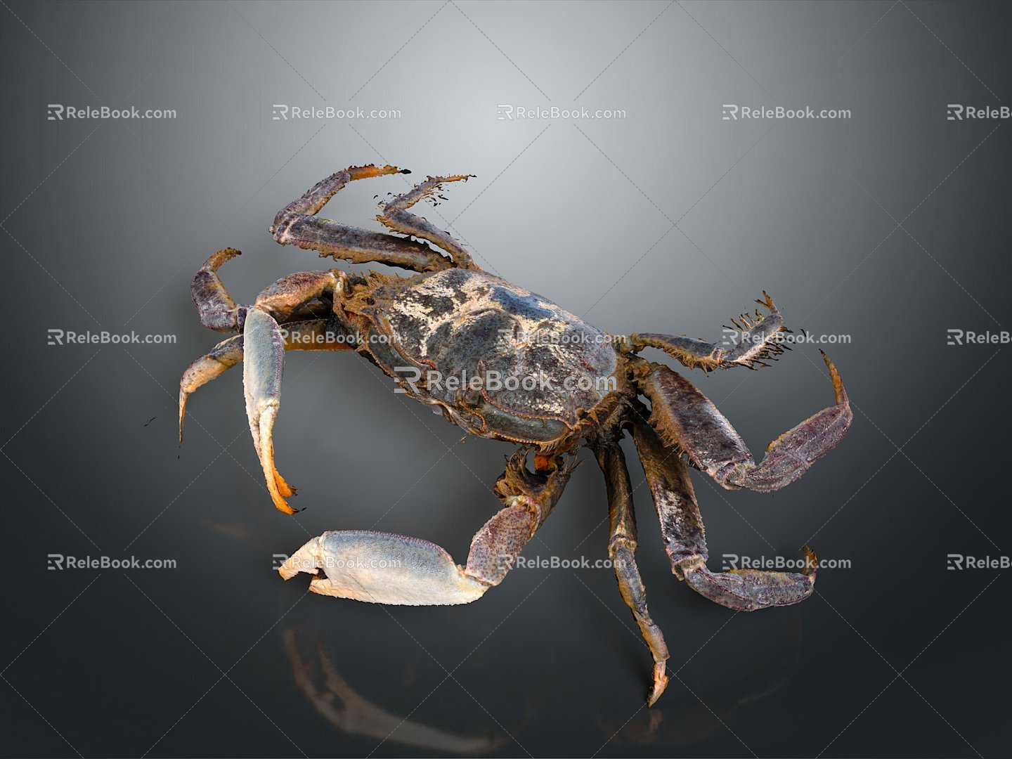 crab sea crab river crab hairy crab bread crab hermit crab big crab small crab marine animal fish 3d model