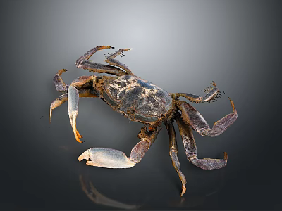 Dark Brown Aquatic Crab with Hard Shell and Long Claws Isolated on Smooth Dark Background 3d model