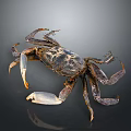Dark Brown Aquatic Crab with Hard Shell and Long Claws Isolated on Smooth Dark Background