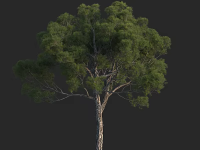 Tall Arbor With Lush Green Leaves Strong Trunk And Dense Canopy 3d model
