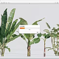 Various Potted Tropical Plants With Large Green Leaves For Indoor Decoration
