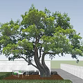 Tall Deciduous Tree With Thick Trunk And Lush Green Foliage Against Clear Blue Sky