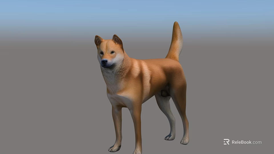 Shiba Inu Dog Standing In Simple Background With Brown Coat And Alert Posture 3d model 