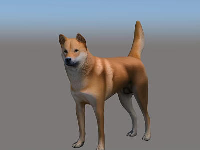 Shiba Inu Dog Standing In Simple Background With Brown Coat And Alert Posture 3d model
