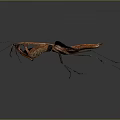 Brown Orange Mantis With Detailed Wing Structure And Long Legs On Dark Gray Background