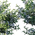 Lush Green Garden Shrubs With Dense Foliage And Purple Flowers