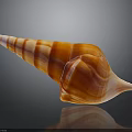 Intricately Carved Conch Shell Sculpture With Spiral Shape Orange Red Stripes On Black Reflective Surface