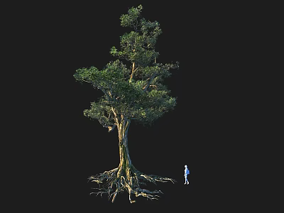 Tall Arbor With Thick Trunk Dense Green Foliage Exposed Roots And Small Human Figure 3d model