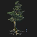 Tall Arbor With Thick Trunk Dense Green Foliage Exposed Roots And Small Human Figure