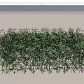 Lush Green Shrubs Perfect For Garden Landscaping And Outdoor Decor