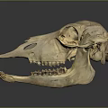 Detailed Animal Skull Anatomical Model Medical Device For Medical Education