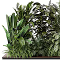 Diverse Shrubs and Tropical Green Plants with Lush Leafy Foliage in Garden