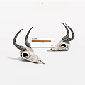 Two Decorative Antelope Skulls With Long Curved Horns On White Background