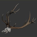 Modern Skull Goat Skull Antler Long Horn 3d model