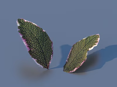 Two Green Leaves with Purple Edges and Textured Veins on Blue Background 3d model