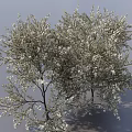 Lush Flowering Shrubs With White Blooms Green Leaves And Natural Branches