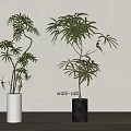 Wabi Sabi Style Indoor Bonsai Potted Plants With White And Dark Planters And Lush Foliage