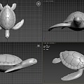 Turtle Turtle 3d model