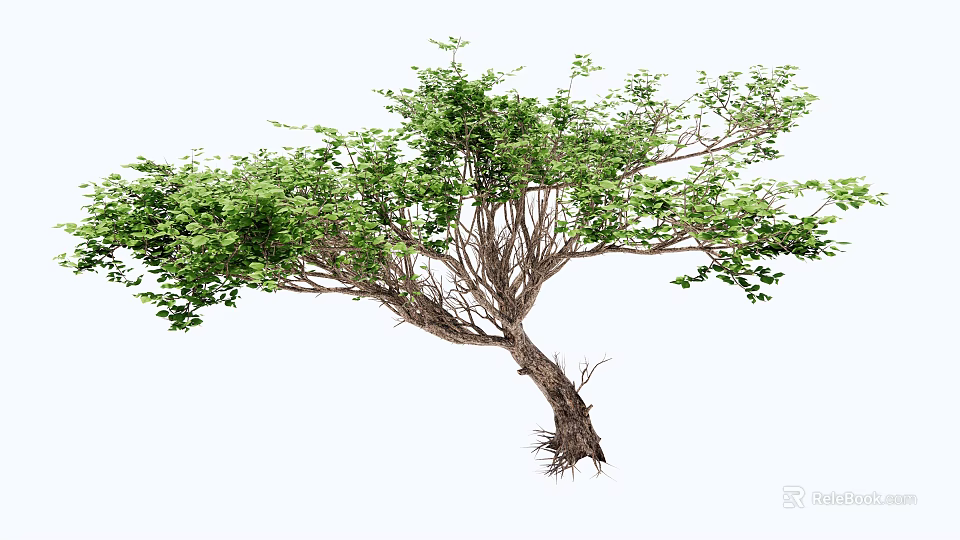 Lush Green Arbor Featuring Curved Trunk And Dense Foliage With Visible Roots 3d model 