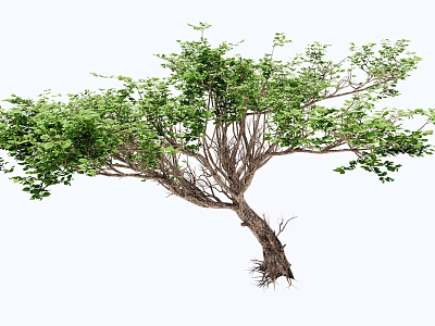 Lush Green Arbor Featuring Curved Trunk And Dense Foliage With Visible Roots 3d model