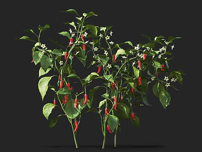 Chili Pepper Plant With Green Leaves Red Chili Peppers And White Flowers 3d model