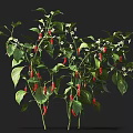 Chili Pepper Plant With Green Leaves Red Chili Peppers And White Flowers
