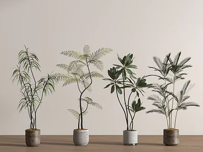 Various Bonsai Potted Plants on Wooden Tabletop Against Light Colored Wall with Natural Minimalist Design 3d model