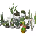 Bonsai and Potted Plants with Various Cacti Succulents in Colorful Ceramic Pots